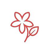 Paeonia Itoh ´Bartzella´