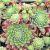 Sempervivum ´Wendy´ Sempervivum ´Wendy´