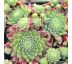 Sempervivum ´Wendy´ 8x8 / 5-10cm
