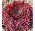 Sempervivum ´Corsair´ 8x8 / 5-10cm