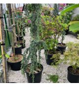 Cedrus atlantica ´Glauca Pendula´ 25L / BS 140-160cm