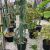 Cedrus atlantica ´Glauca Pendula´