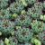 Sempervivum ´Chick Charms Mint Marvel´